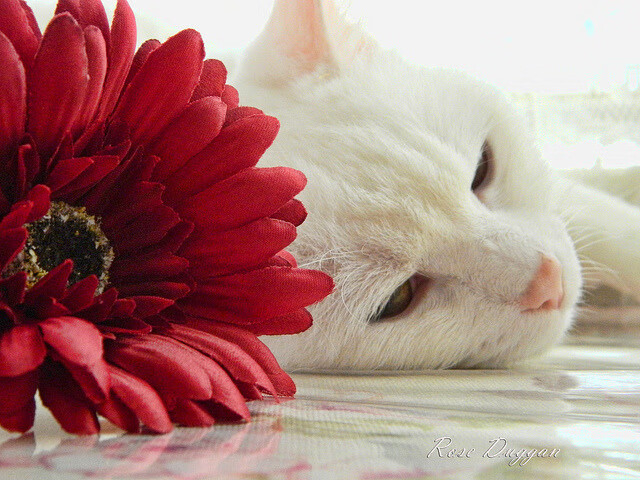 华体会-英超球队结合疲劳评分系统动态分配替补上场时机，英超伤病报告_球员受伤成本逐年攀升  第2张