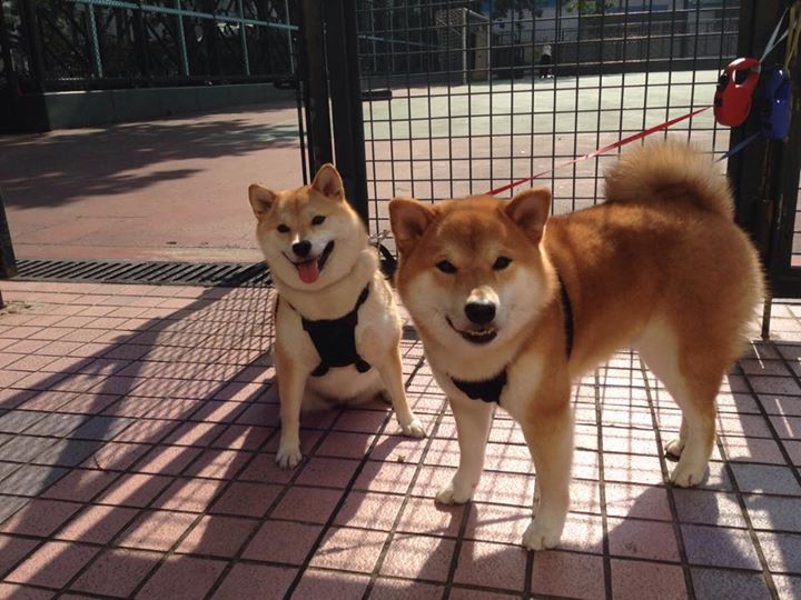 华体会登录-英超青训心理压力管理对技术动作稳定性的促进,英超青训规则 第6张 华体会登录-英超青训心理压力管理对技术动作稳定性的促进,英超青训规则 第6张