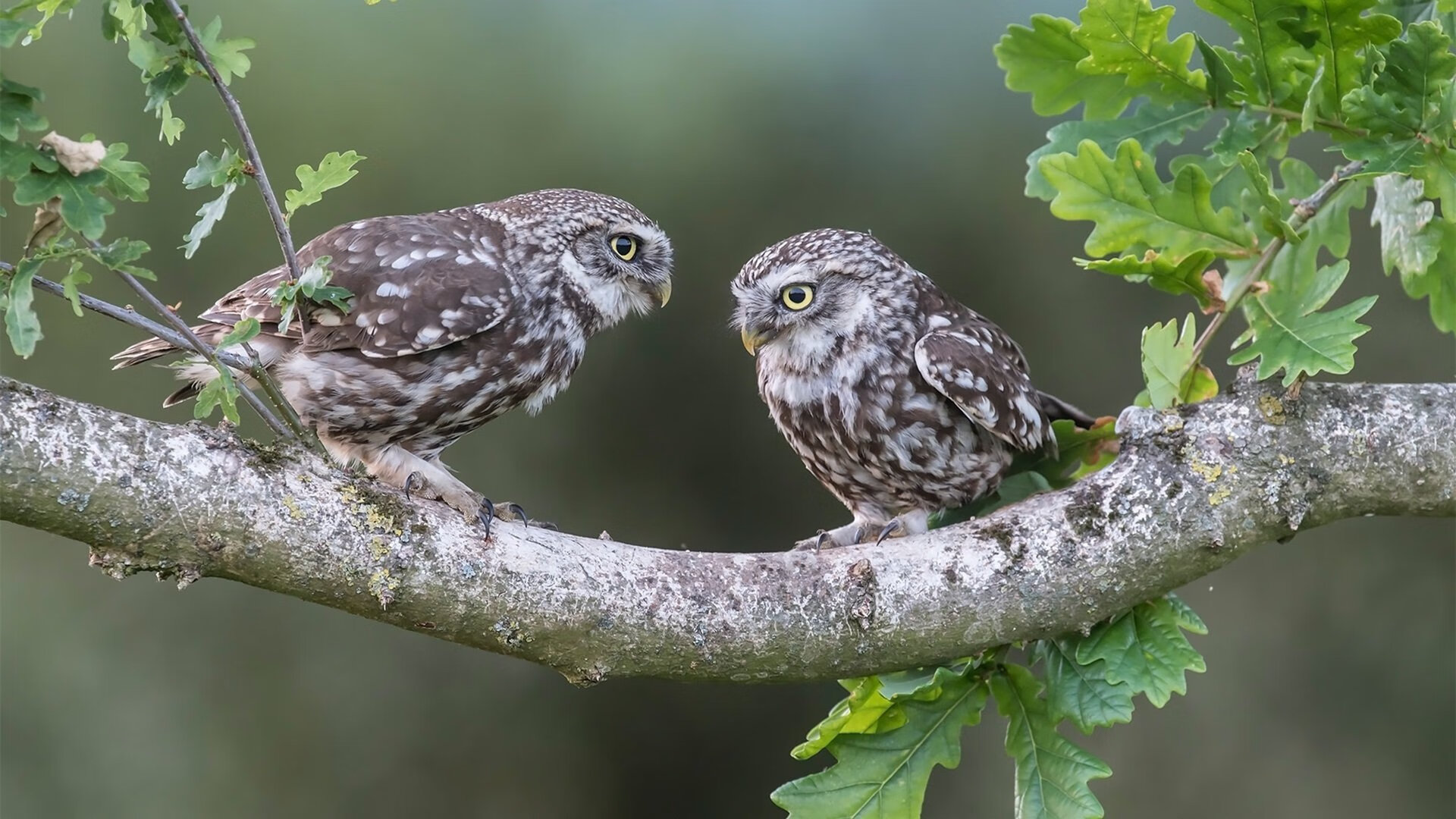 华体会在线登录-赛事总结：2025年度五大联赛表现盘点，2020五大联赛时间  第6张