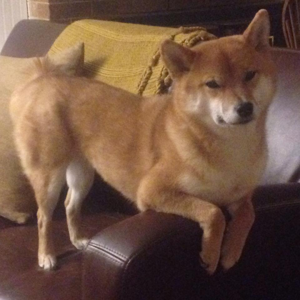 华体会app-球队领袖如何带动全队情绪，球队领队的作用