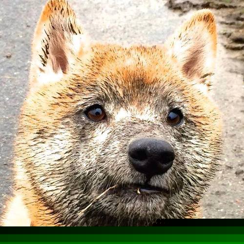 华体会app注册-“南非羚羊队的新领袖：埃尔斯·霍斯特的崭露头角”