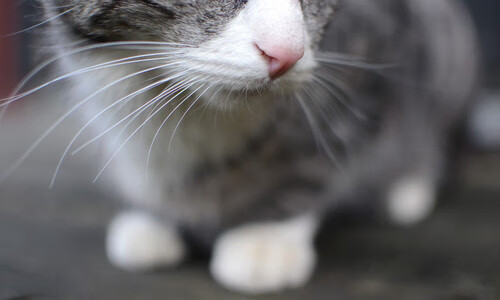 华体会手机在线-女子篮球三对三国家队进行封闭训练，女子三对三篮球中国队名单