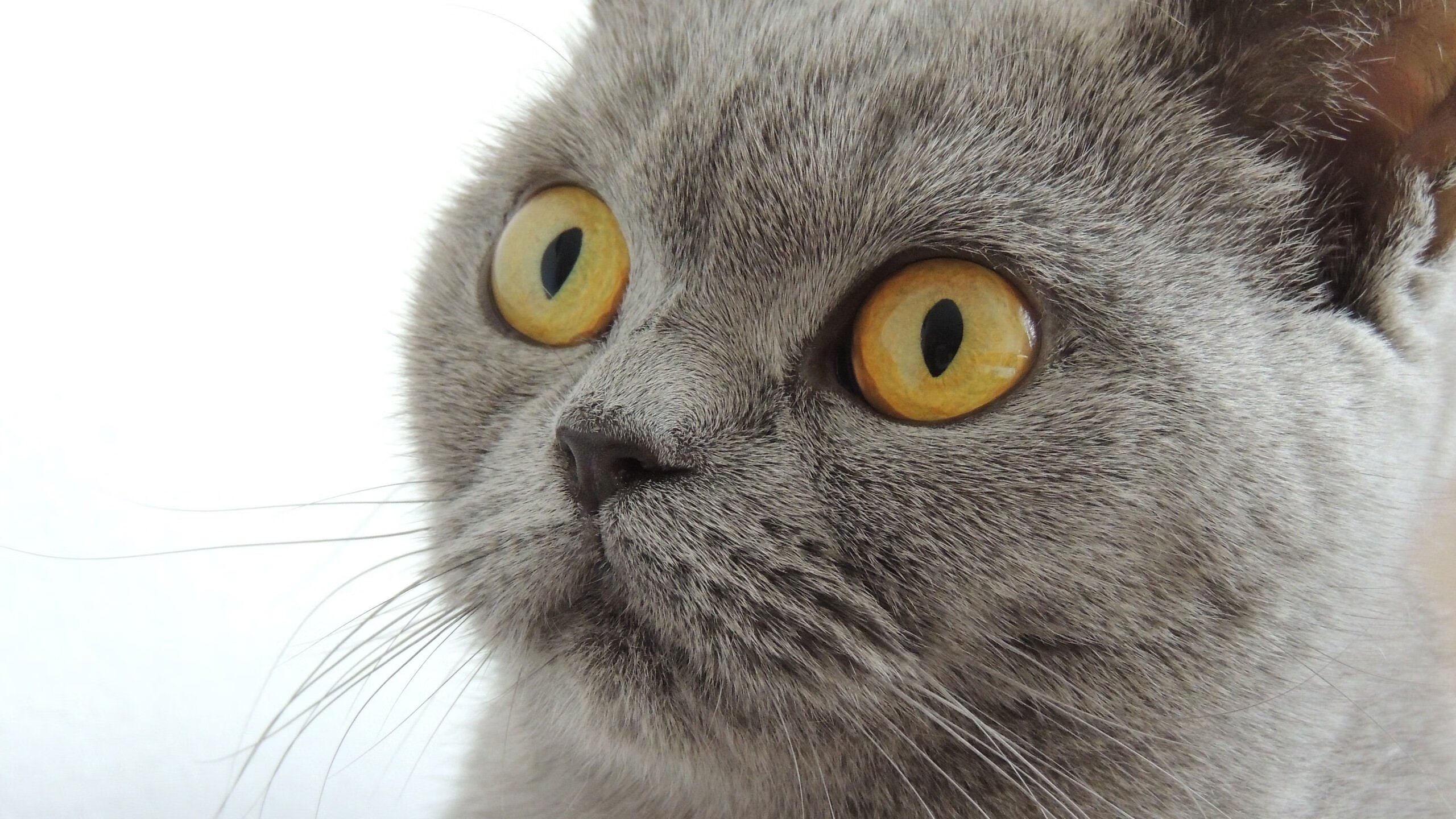 华体会在线下载-女排横扫对手强势挺进四强，女排遭横扫