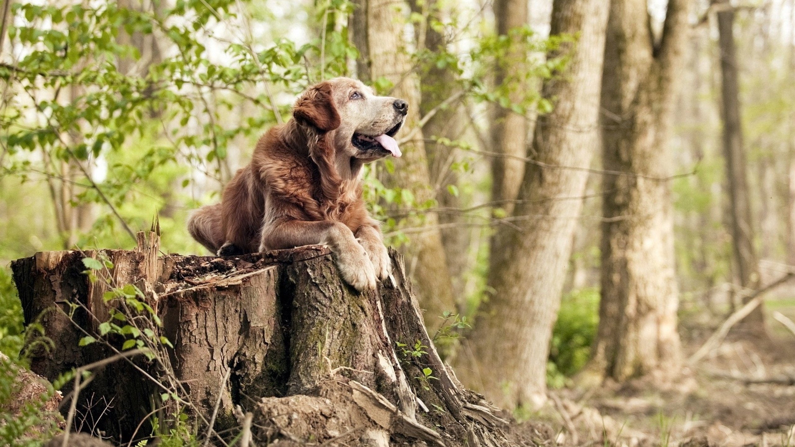 华体会登录入口-广州曾为足球强市如今面临重建与传承考验，广州足球俱乐部官方网站