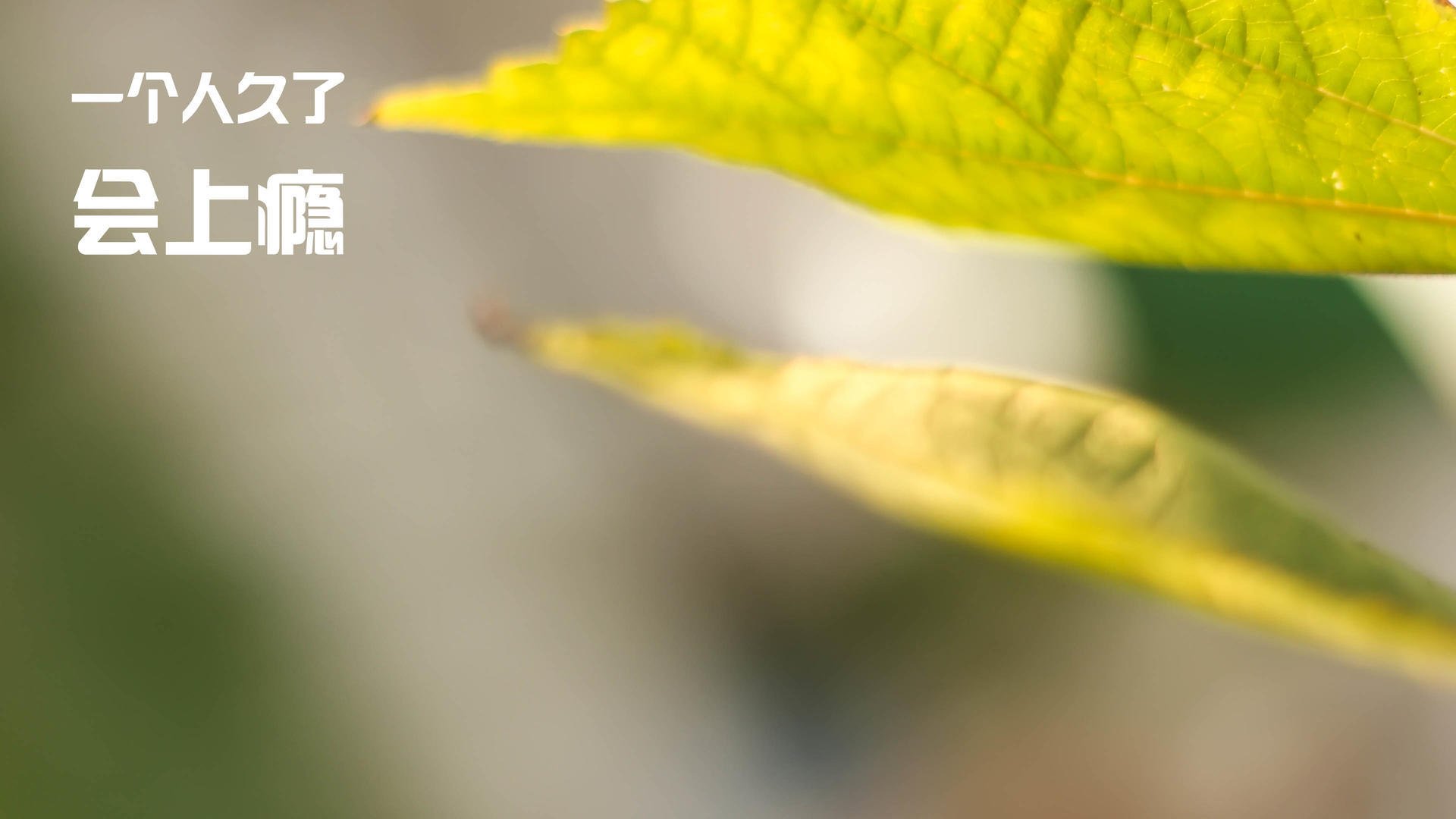 华体会app下载-欧洲杯难忘瞬间：看点满满，泪点也多，欧洲杯太精彩了