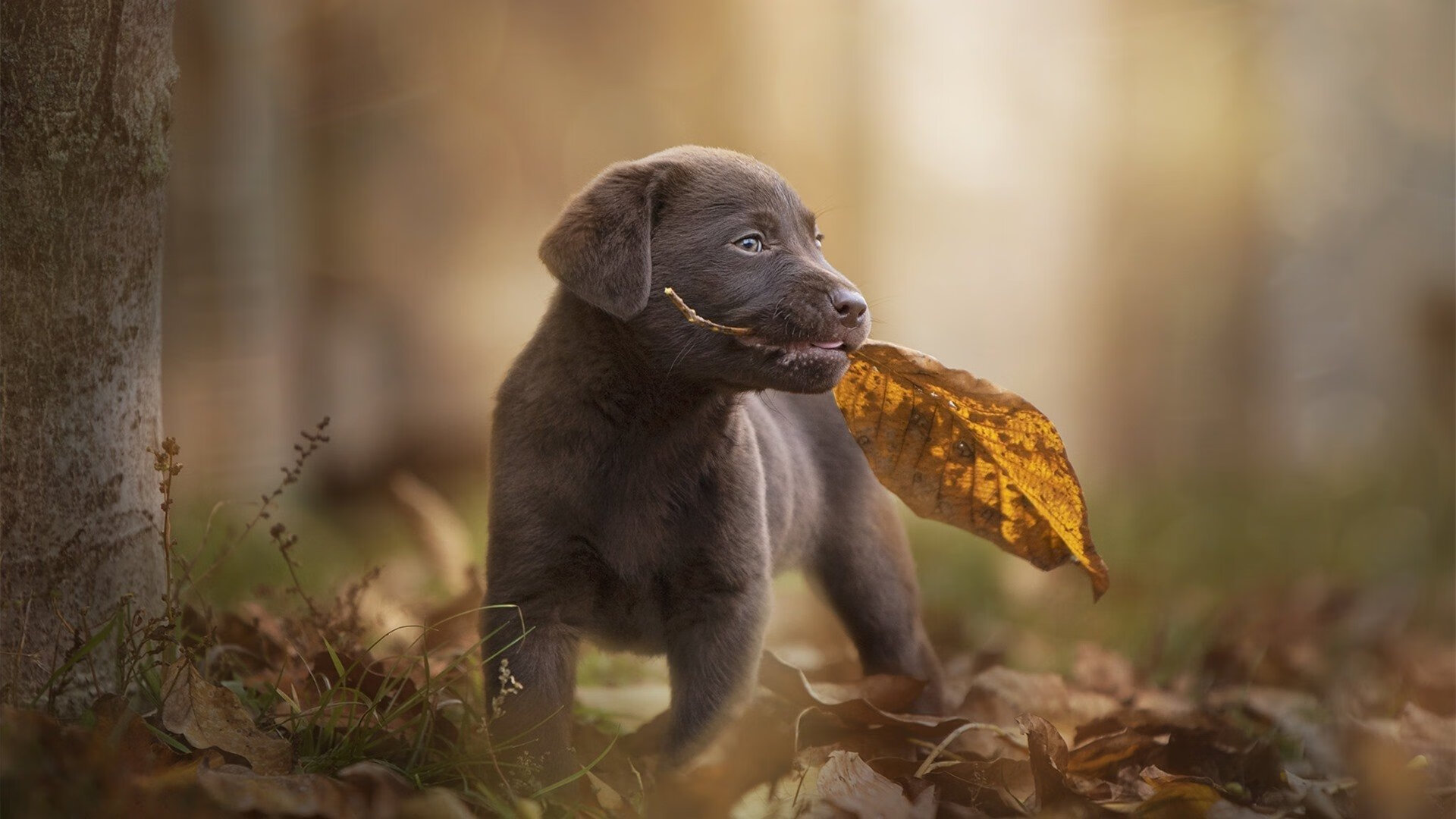 华体会手机网站-袋鼠队的多元化战术体系成橄榄球冠军锦标赛一大特色，袋鼠队长