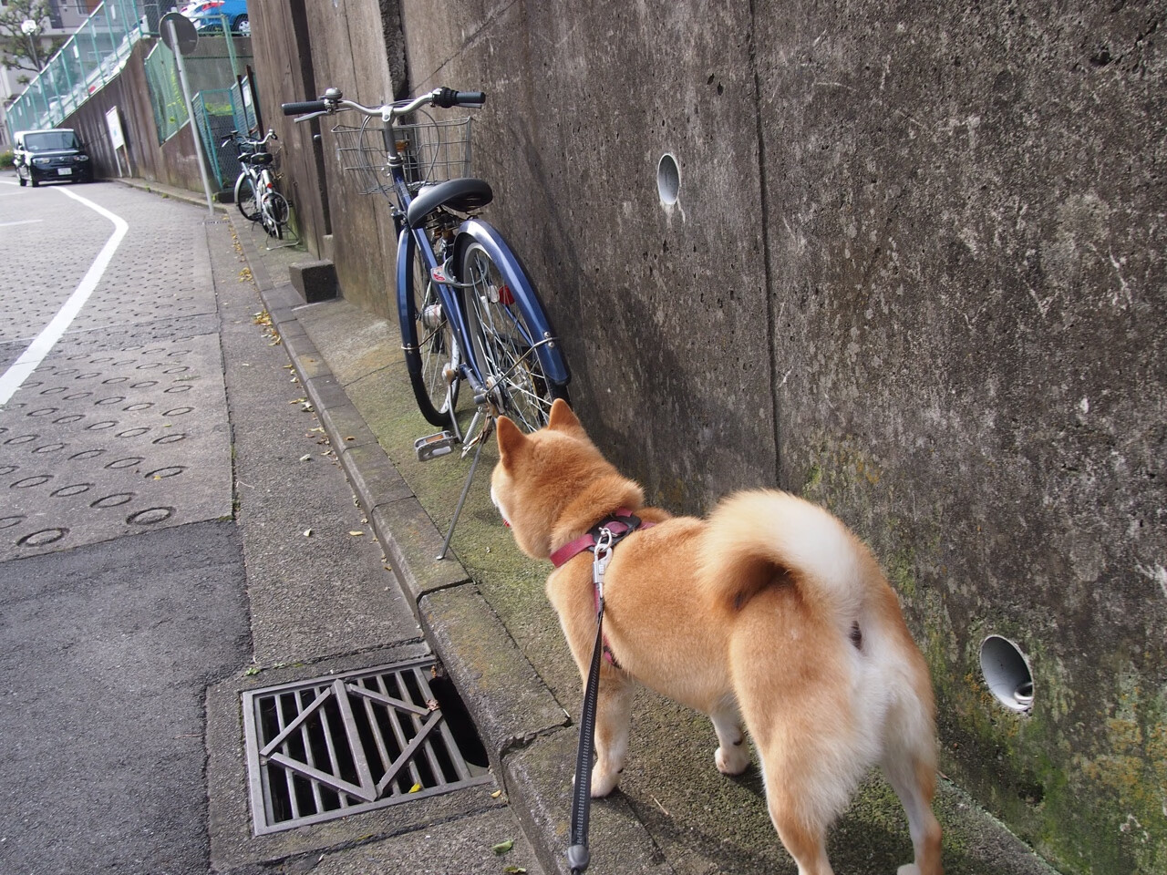 华体会在线-Haruka Saito 精准传球掌控比赛节奏