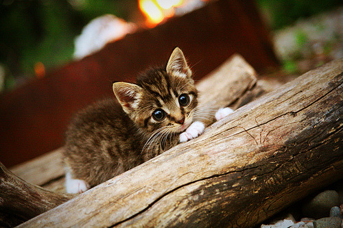 华体会登录-五大联赛下课教练名单不断增加，五大联赛最后几名降级