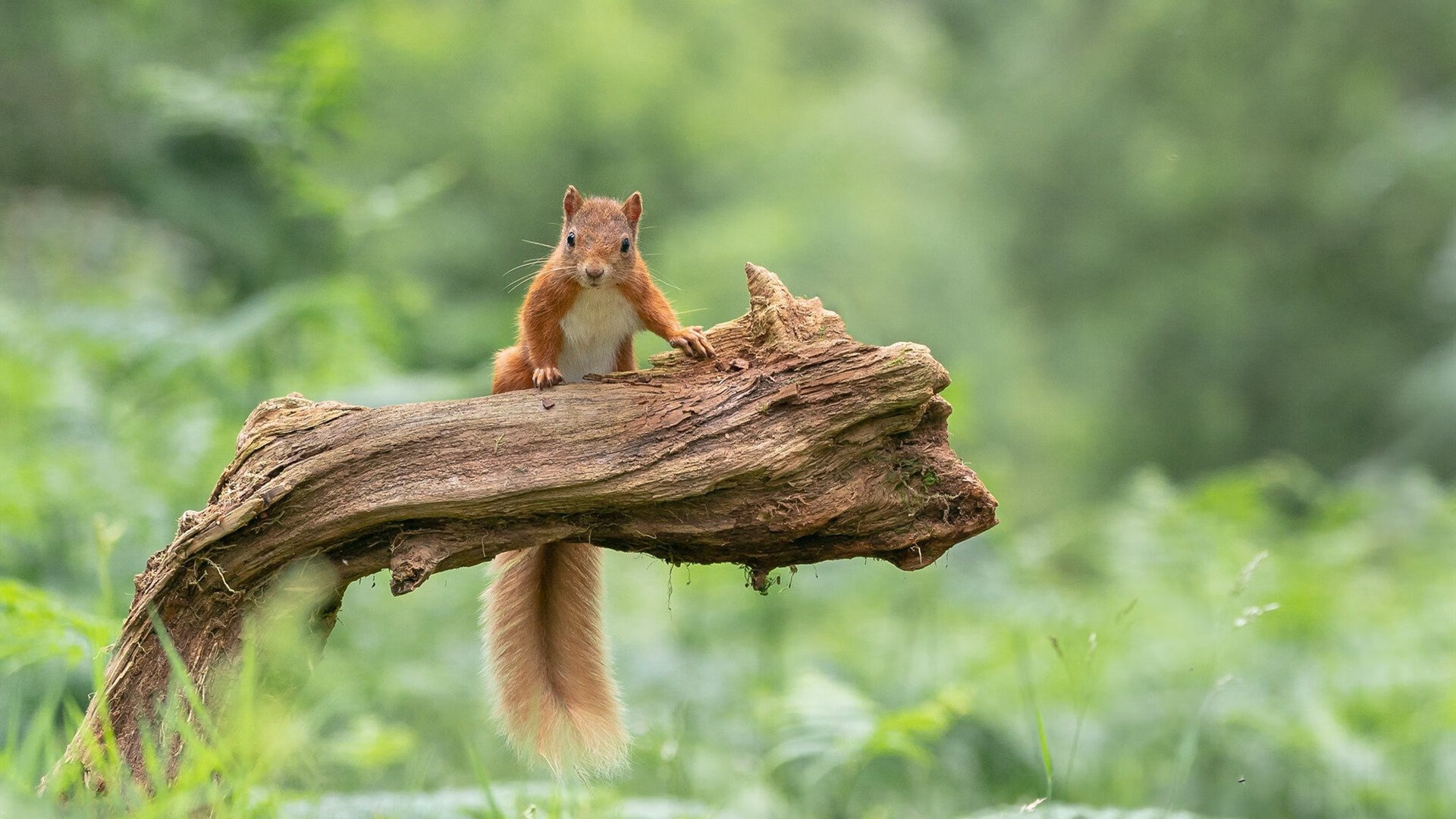 华体会官网入口-吃透中考英语复习计划,大小考高分轻松拿,中考英语知识点讲解视频